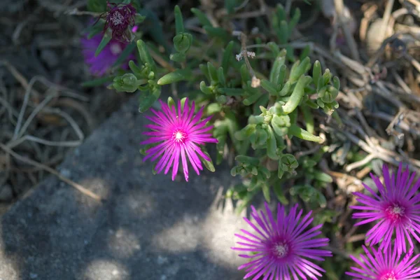 Close Zicht Een Ijsplant Delosperma Cooperi Roze Bloem Hoge Kwaliteit — Stockfoto