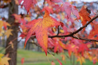 Turin 'deki Pellerina parkında sonbaharda ağaçlardaki kırmızı ve sarı yapraklar. Yüksek kalite fotoğraf