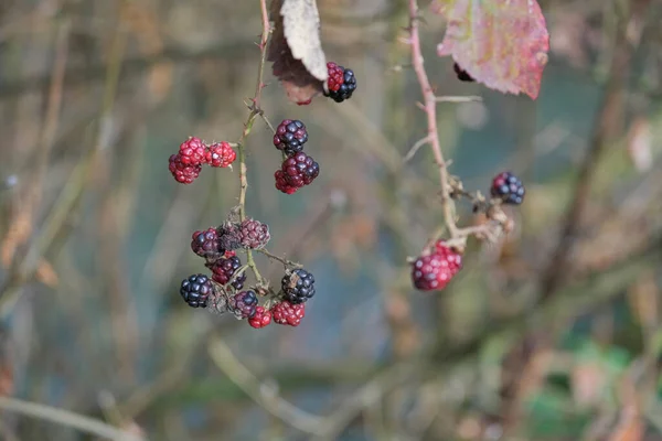 Jesienią Owoce Jeżyny Krzewie Wysokiej Jakości Zdjęcie — Zdjęcie stockowe