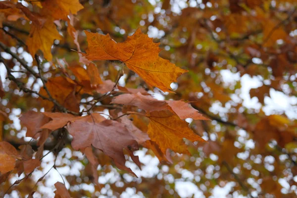 Hojas Rojas Amarillas Los Árboles Otoño Parque Pellerina Turín Foto — Foto de Stock