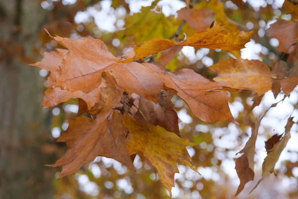 Feuilles Rouges Jaunes Sur Les Arbres Automne Parc Pellerina Turin — Photo