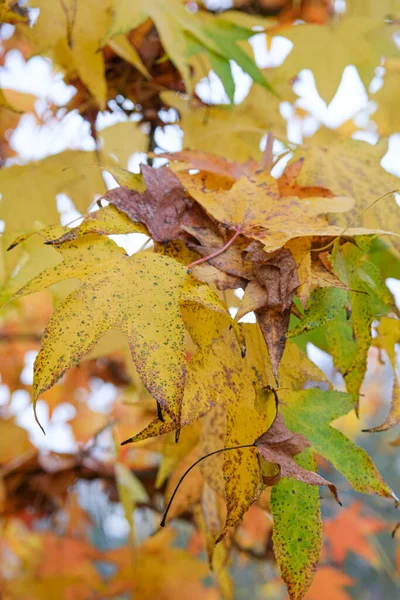 Feuilles Rouges Jaunes Sur Les Arbres Automne Parc Pellerina Turin — Photo