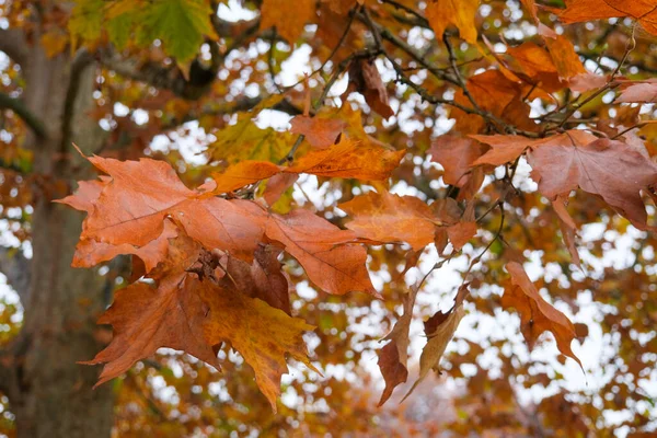 Feuilles Rouges Jaunes Sur Les Arbres Automne Parc Pellerina Turin — Photo