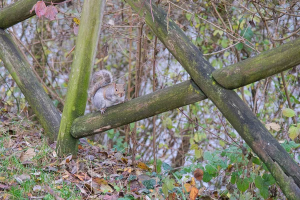 Сіра Білка Дерев Яному Паркані Парку Пеллеріна Турині Фотографія Високої — стокове фото