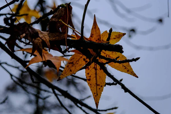 Rote Und Gelbe Blätter Bäumen Herbstlichen Pellerina Park Turin Hochwertiges — Stockfoto