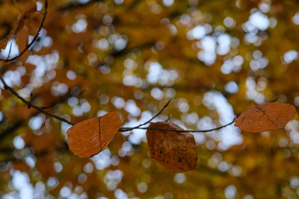 Feuilles Rouges Jaunes Sur Les Arbres Automne Parc Pellerina Turin — Photo