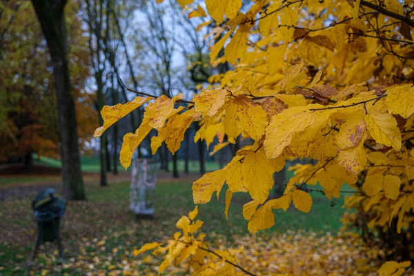Κόκκινα Και Κίτρινα Φύλλα Δέντρα Φθινόπωρο Pellerina Πάρκο Στο Τορίνο — Φωτογραφία Αρχείου
