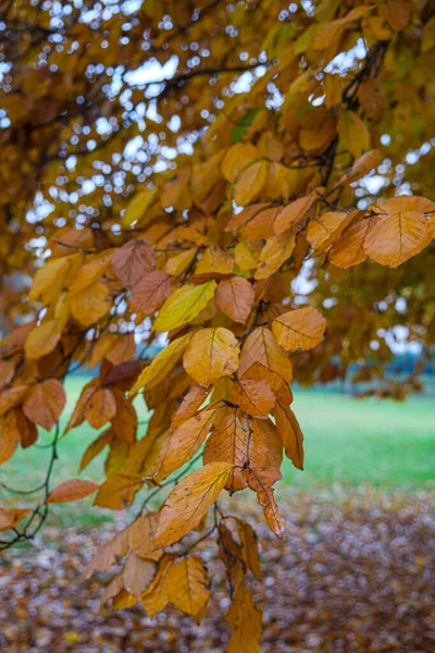 Feuilles Rouges Jaunes Sur Les Arbres Automne Parc Pellerina Turin — Photo