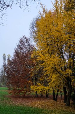 Sonbaharda ağaçlar Pellerina parkında renkli yapraklarla Torino. Yüksek kalite fotoğraf