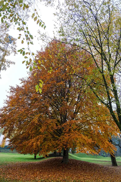 Árvores Outono Com Folhas Coloridas Parque Pellerina Turim Foto Alta — Fotografia de Stock