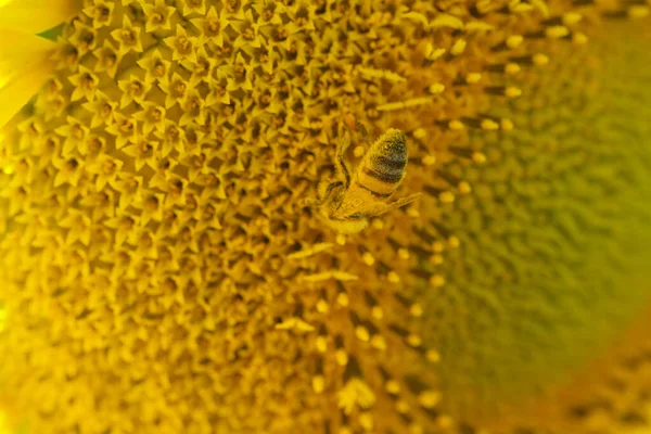 Bienenflug Und Bestäubende Sonnenblumen Sommer Hochwertiges Foto — Stockfoto