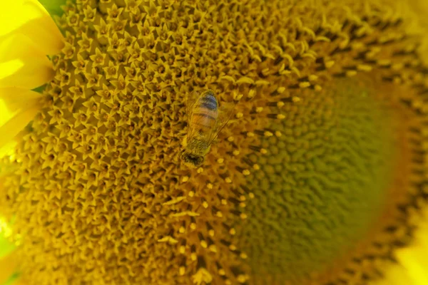Бджола Літає Запилює Квітку Соняшнику Влітку Високоякісна Фотографія — стокове фото