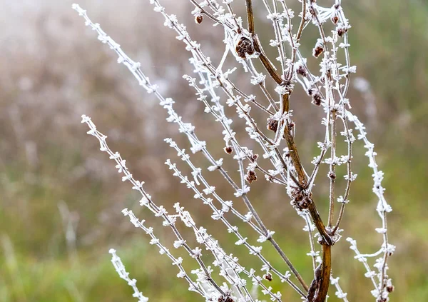 Ξερά Φύλλα Και Κλαδιά Κατεψυγμένων Θάμνων Χειμώνα Υψηλής Ποιότητας Φωτογραφία — Φωτογραφία Αρχείου