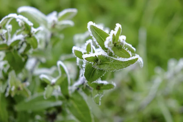 Green Leaves Branches Frozen Shrubs Winter High Quality Photo — Stock Photo, Image