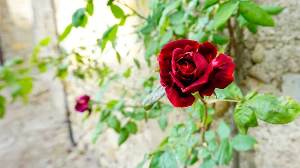 Knospe Und Rote Rosenblüte Verzierten Garten Hochwertiges Foto — Stockfoto