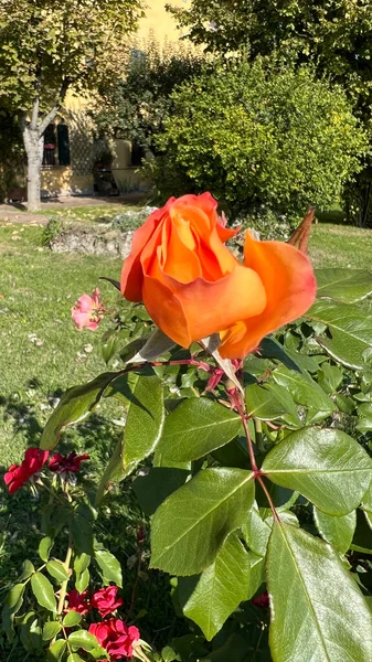 Knospe Und Orange Rose Blume Verzierten Garten Hochwertiges Foto — Stockfoto