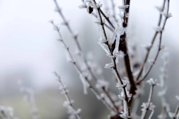 Folhas Secas Ramos Arbustos Congelados Inverno Foto Alta Qualidade — Fotografia de Stock