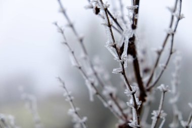dry leaves and branches of frozen shrubs in winter. High quality photo clipart