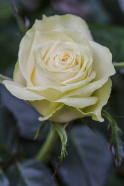 Süslü bahçede tomurcuk ve beyaz gül çiçeği. Yüksek kalite fotoğraf