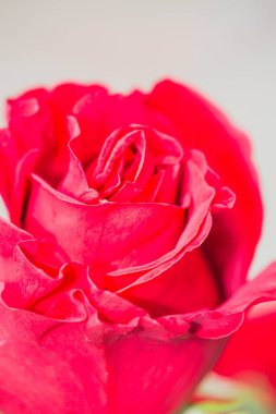 tomurcuk ve kırmızı gül çiçek süs bahçesinde. Yüksek kalite fotoğraf