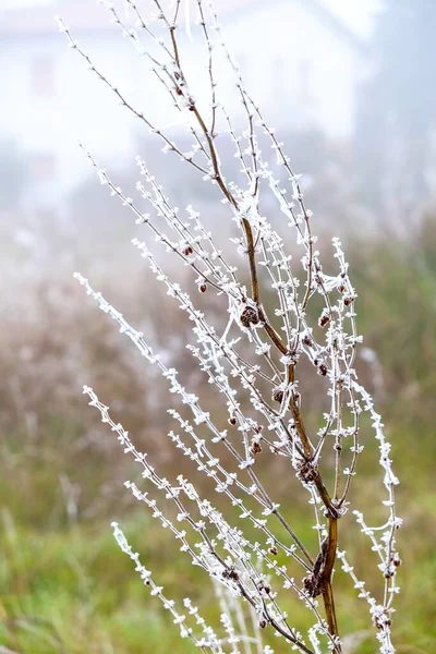 겨울에는 얼어붙은 관목의 가지들이 나옵니다 고품질 — 스톡 사진
