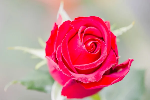 華やかな庭で芽と赤いバラの花 高品質の写真 — ストック写真