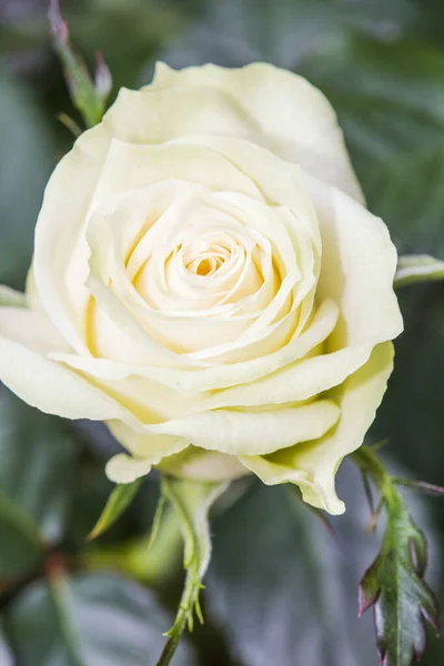 Knospe Und Weiße Rosenblüte Verzierten Garten Hochwertiges Foto — Stockfoto