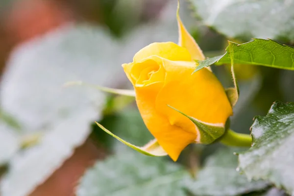 Knospe Und Gelbe Rose Blume Verzierten Garten Hochwertiges Foto — Stockfoto