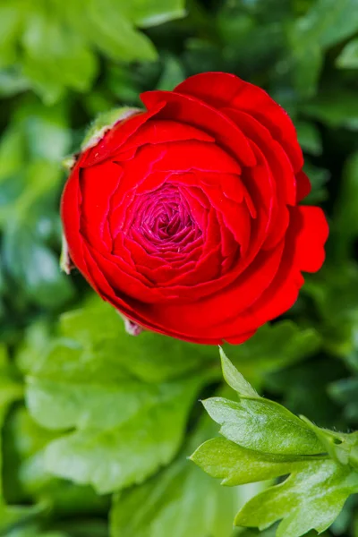華やかな庭で芽と赤いバラの花 高品質の写真 — ストック写真
