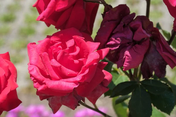 Knospe Und Rote Rose Blume Verzierten Garten Hochwertiges Foto — Stockfoto
