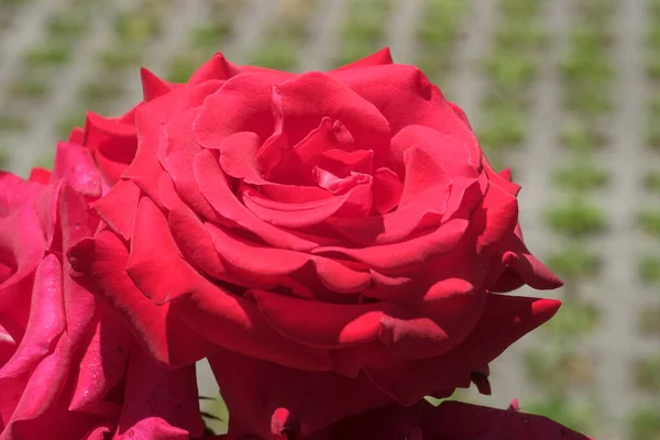 華やかな庭の芽と赤いバラの花高品質の写真 — ストック写真