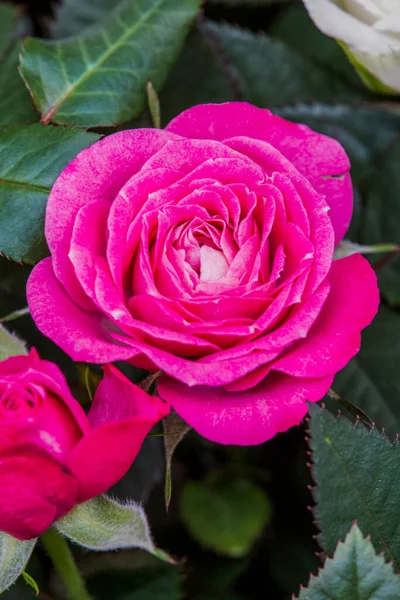 Knospe Und Rosa Rose Blume Verzierten Garten Hochwertiges Foto — Stockfoto