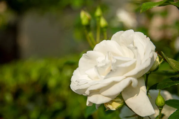 Botão Branco Rosa Flor Jardim Ornamentado Foto Alta Qualidade — Fotografia de Stock