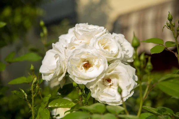 Knospe Und Weiße Rose Blume Verzierten Garten Hochwertiges Foto — Stockfoto