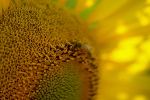 Бджола Літає Запилює Квітку Соняшнику Влітку Високоякісна Фотографія — стокове фото