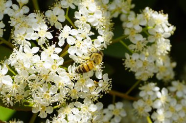 Arı uçuyor ve tozlanan beyaz çiçekte vızıldıyor. Yüksek kalite fotoğraf