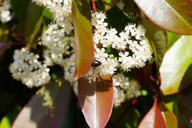 Arı uçuyor ve tozlanan beyaz çiçekte vızıldıyor. Yüksek kalite fotoğraf