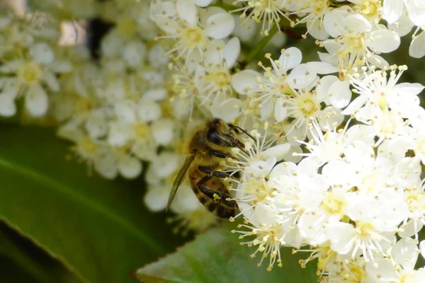 Bij Vliegen Zoemen Bestuivende Witte Bloem Hoge Kwaliteit Foto — Stockfoto