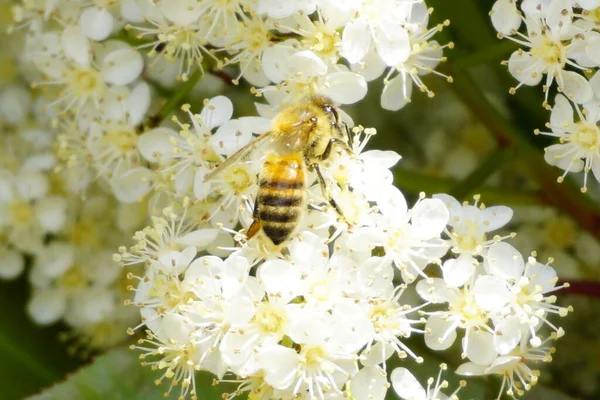 蜂は飛んで白い花を授粉するのにうっとうしい 高品質の写真 — ストック写真