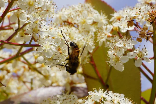 蜂は飛んで白い花を授粉するのにうっとうしい 高品質の写真 — ストック写真