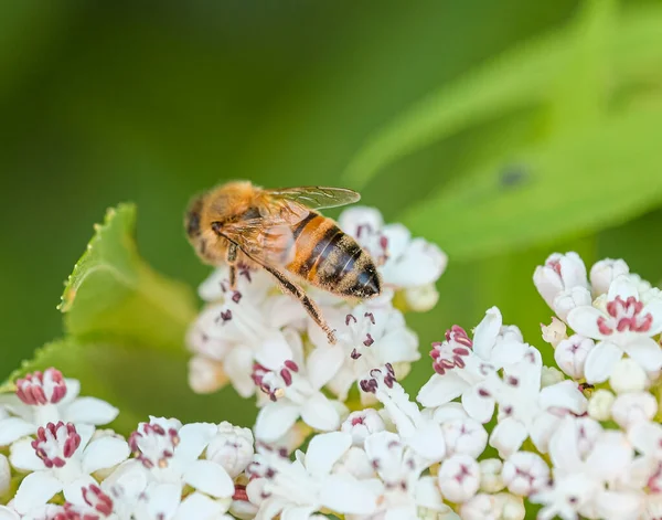 Bienen Fliegen Und Summen Auf Bestäubenden Weißen Blüten Hochwertiges Foto — Stockfoto