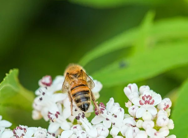 Méhek Röpködnek Zümmögnek Beporzó Fehér Virágon Kiváló Minőségű Fénykép — Stock Fotó