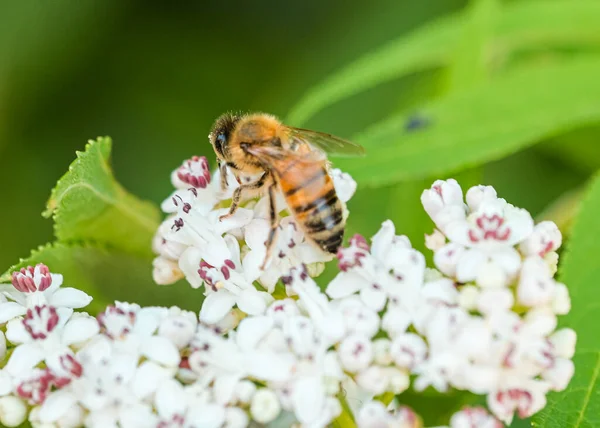 蜂は飛んで白い花を授粉するのにうっとうしい 高品質の写真 — ストック写真
