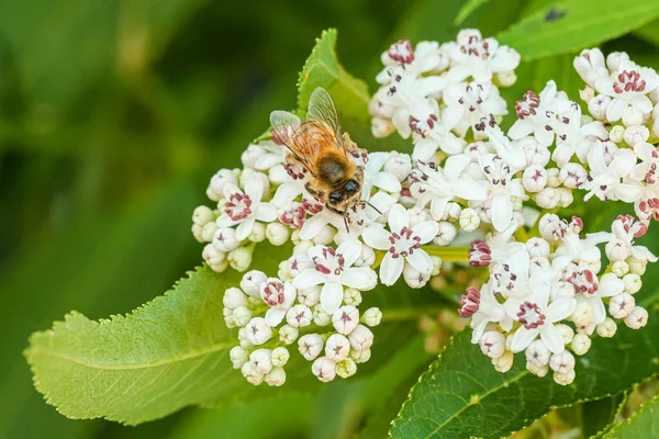 Bienen Fliegen Und Summen Auf Bestäubenden Weißen Blüten Hochwertiges Foto — Stockfoto