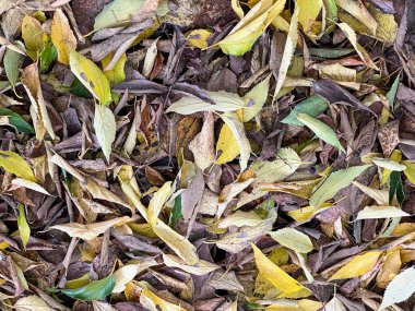 Sonbaharda yeşillik yaprakları döküldü. Yüksek kalite fotoğraf