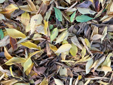 Sonbaharda yeşillik yaprakları döküldü. Yüksek kalite fotoğraf