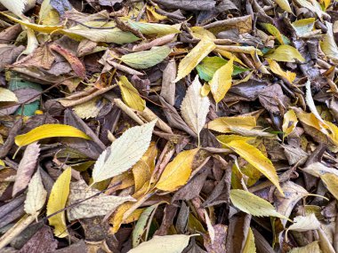 Sonbaharda yeşillik yaprakları döküldü. Yüksek kalite fotoğraf
