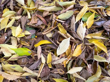 Sonbaharda yeşillik yaprakları döküldü. Yüksek kalite fotoğraf