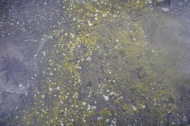 Taş bir duvarda doğan yosunlar ve zambaklar. Yüksek kalite fotoğraf