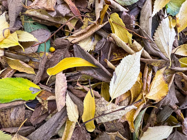 Laubwiese Fällt Herbst Hochwertiges Foto — Stockfoto